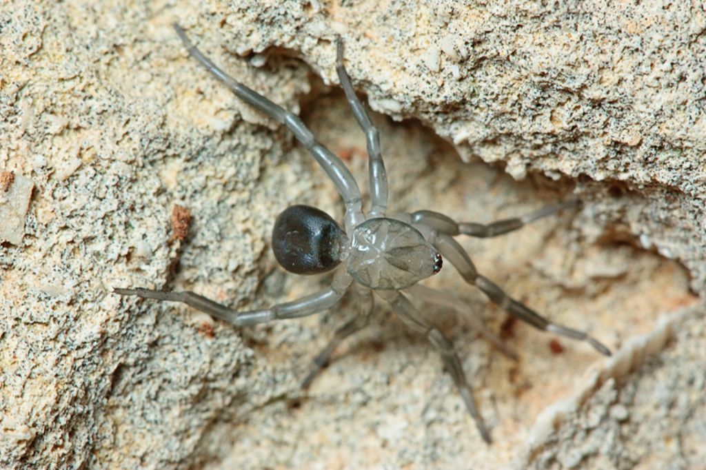 Trachyzelotes sp. (maschio subadulto) appena mutato - Malta